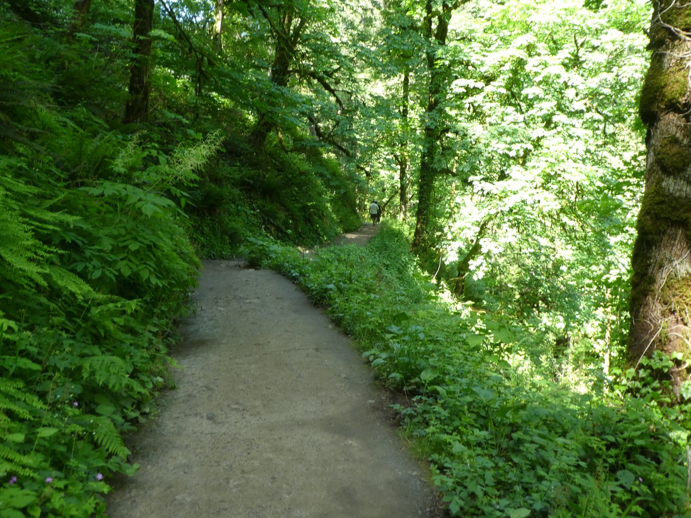 A trail within Forest Park in Portland. Photo by trip reporter Old School.