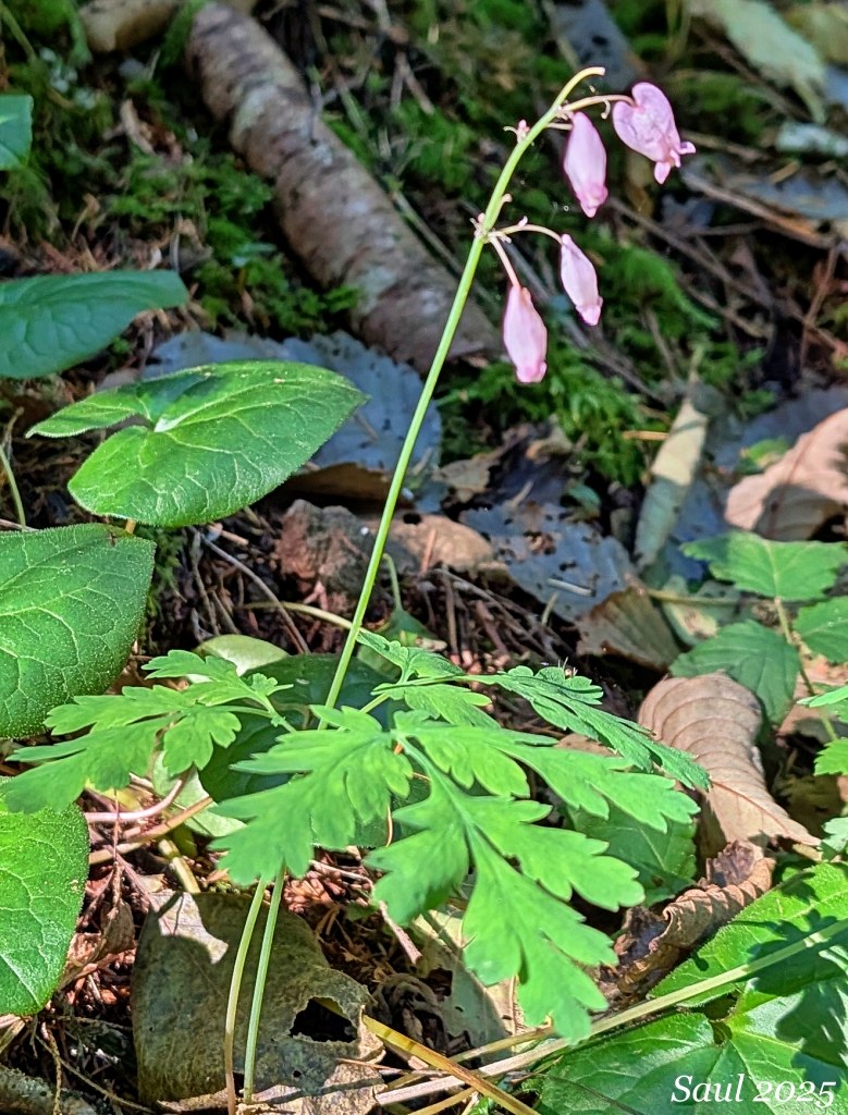 A few Bleeding Hearts were having a second bloom, which is common for this species if it gets some fall moisture. Photo by Susan Saul