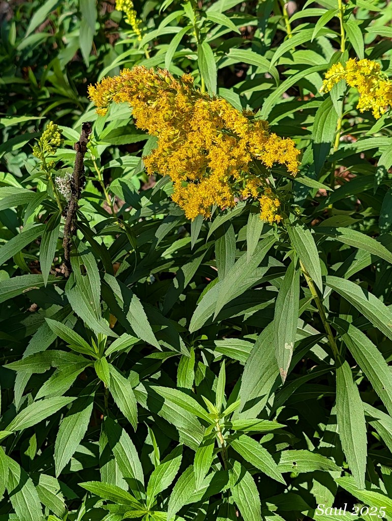 Goldenrod was blooming in a sunny spot along the Equestrian Trail. Photo by Susan Saul