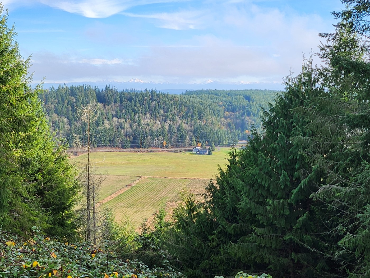 View of some farmland and a mountain range in the distance from within the trees from Chimacum Ridge Community Forest. Photo by trip reporter Strider.