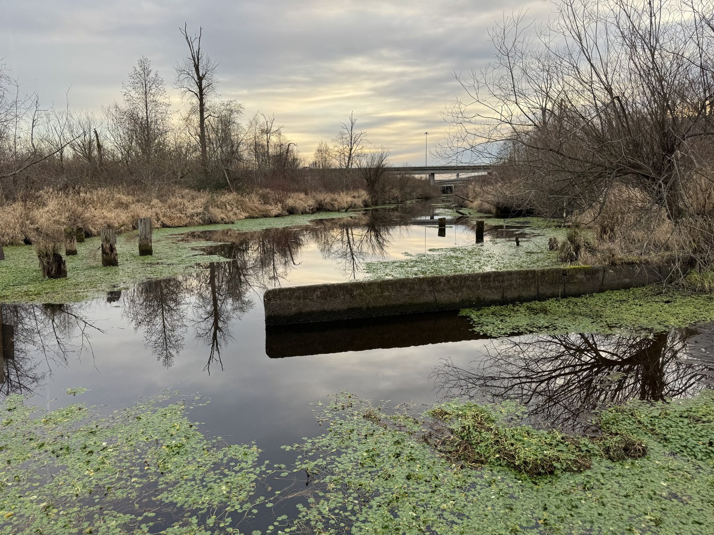 Mercer Slough. Photo by Outdoor Nancy. A view of the swamp at Mercer Slough on a cloudy day. Photo by trip reporter Outdoor Nancy.