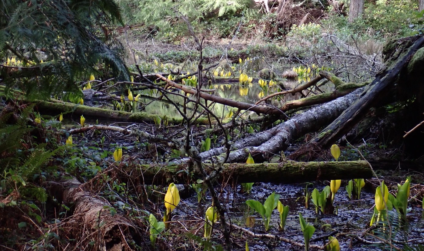 Sprouts of skunk cabbage at the swampy lakes at the Anacortes Community Forest Lands. Photo by Muledeer.