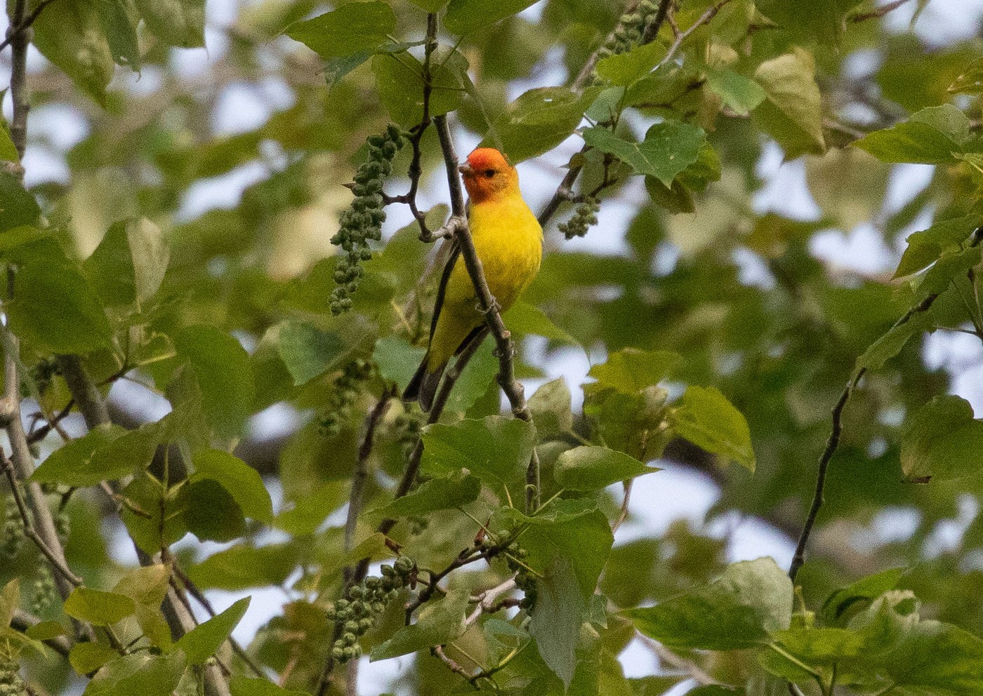 Marymoor Park. Photo by CourtHiker. An orange and yellow western tanager seen at Marymoor Park. Photo by trip reporter CourtHiker.
