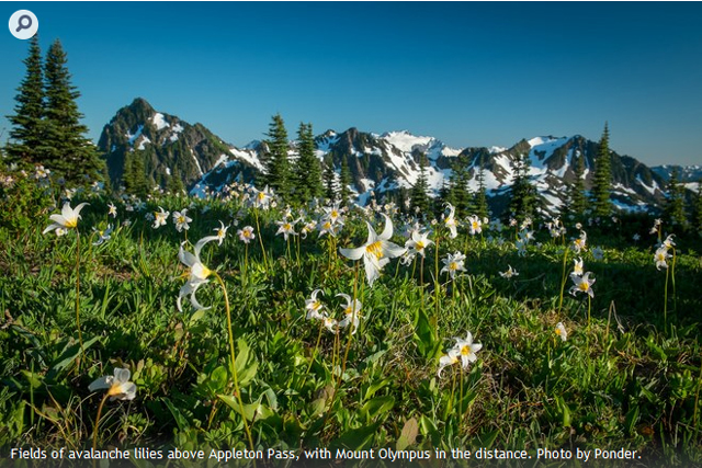 Fields of avalanche lilies above Appleton Pass from a recent trip from Ponder and Muse. Photo by Ponder. 