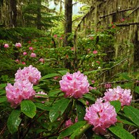 Rhododendrons along Tubal Cain Mine Trail. Photo Credit: Mason Vranish