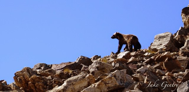 Wolverine at Spider Gap Wolverine at Spider Gap