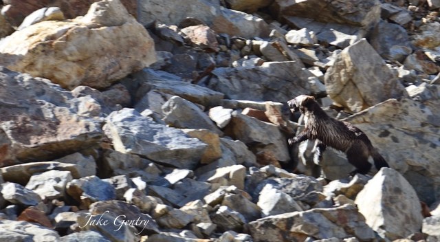 Wolverine Talus Field Spider Gap Wolverine Talus Field Spider Gap